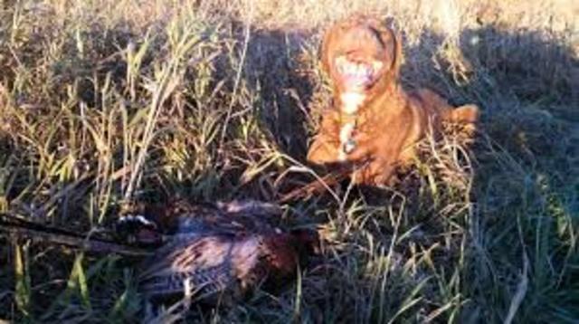 El diez y siete de abril de dos mil catorce