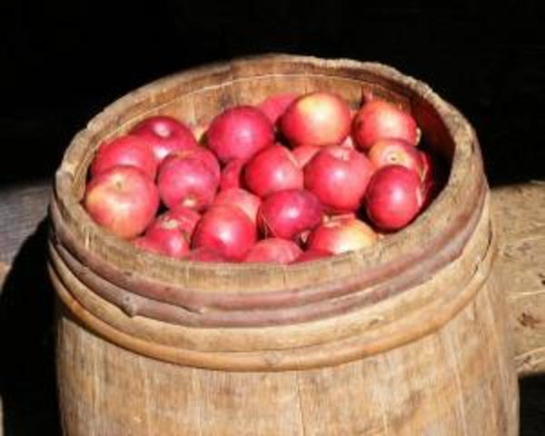 The apple barrel