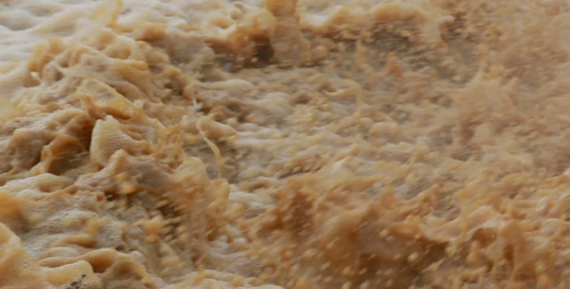 Colonists cut 30% of Forested Areas