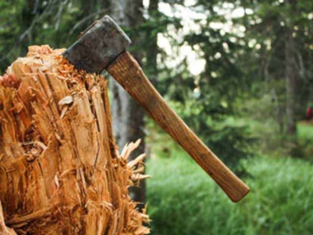 Half of the Forests are gone