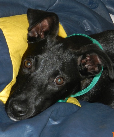 mi segunda perra, Zulma