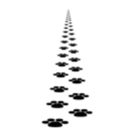 Angel desapareci uno dia....