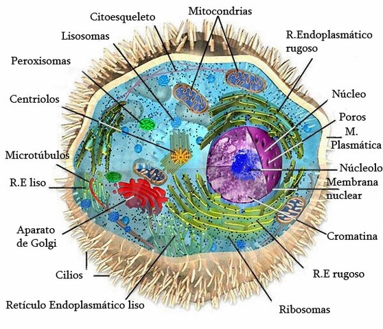 Descubrimiento del núcleo de la células eucariotas.