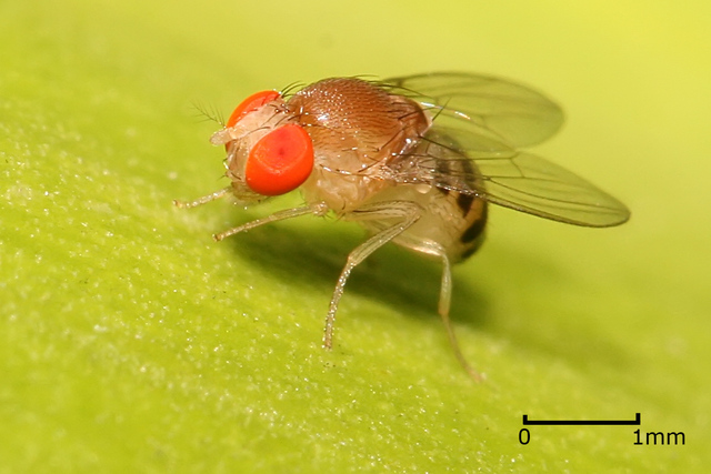Morgan Drosophila