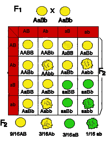 Teoría cromosómica del la herencia
