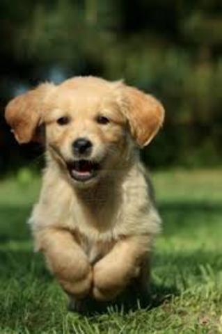 Marley comes home with us!