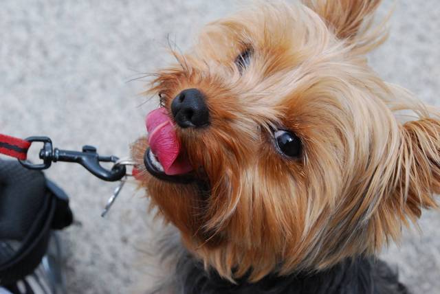 Got my first dog, Rudy