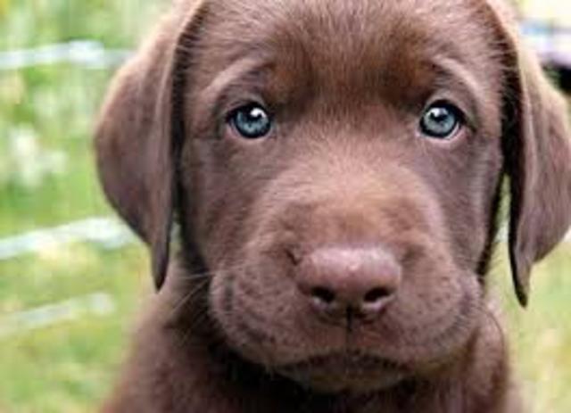 Got my Chocolate Lab