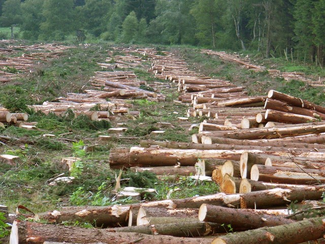 80% of the Forests are gone