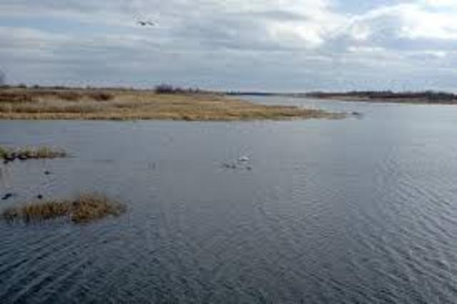 Oysters drop dramaticaly