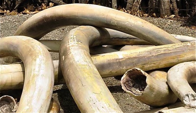 The permanence of ivory