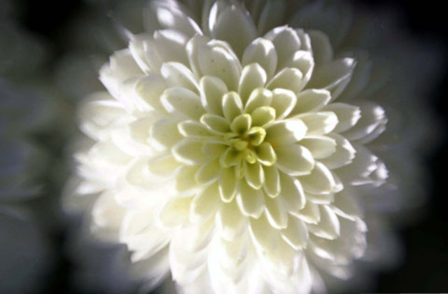 Rigor Mortis Bend/White Chrysanthemums