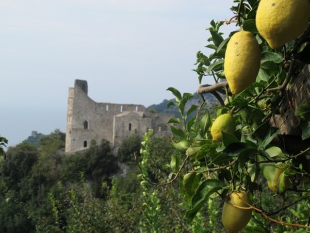 Lemon Groves