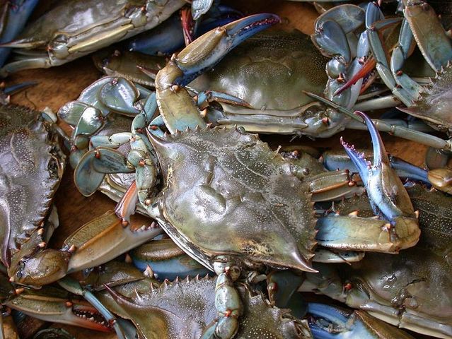 Blue Crab fishery Collapse