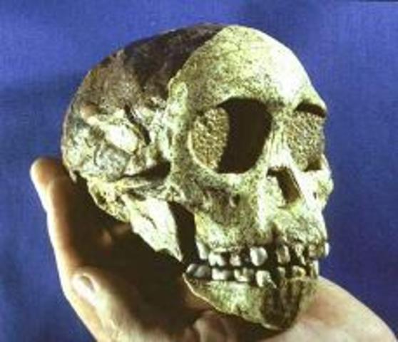 Australopithecus Africanus(3-2 millones de años)