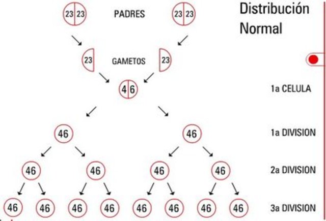 Descripción de la distribución cromosómica