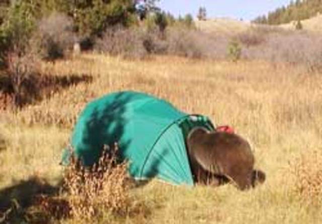 he gets attacked by a bear