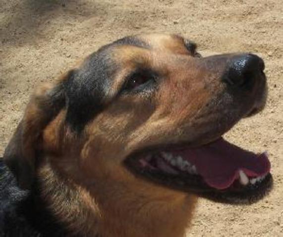 Our family got our first dog