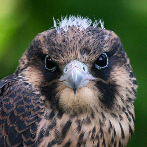 Peregrine falcon reintroduction starts