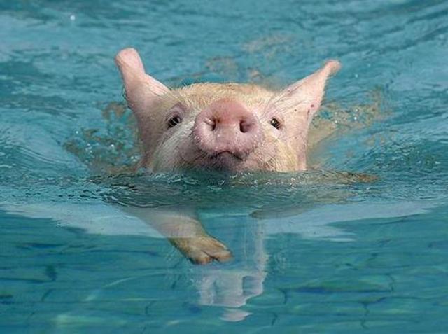 Bay of Pigs Revolution