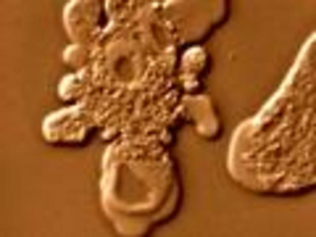 Antonie van Leeuwenhoek. 1673