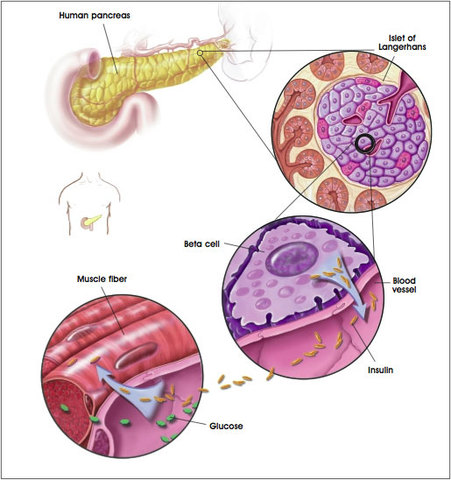 DISCOVERY OF CELLS OF THE PANCREAS