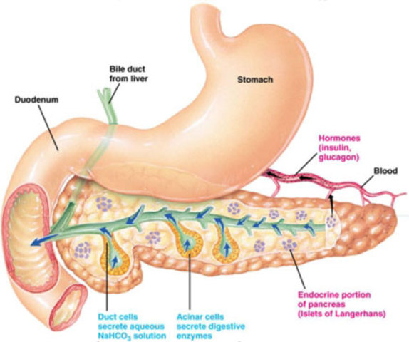 DISCOVER THE ROLE OF THE PANCREAS