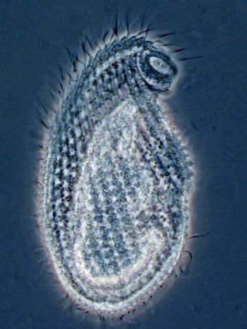 Theory that Microbes were made up of cells