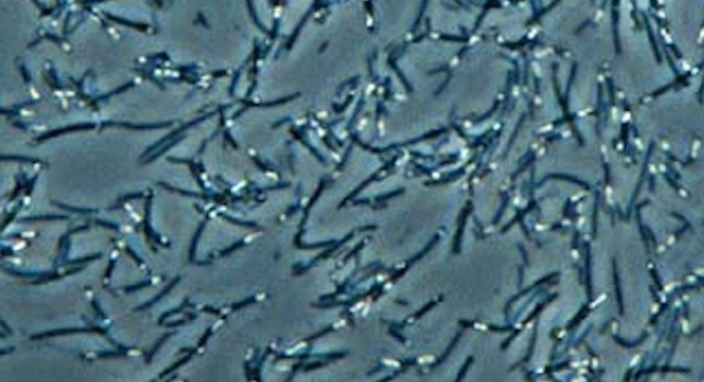 Further study of Microbes