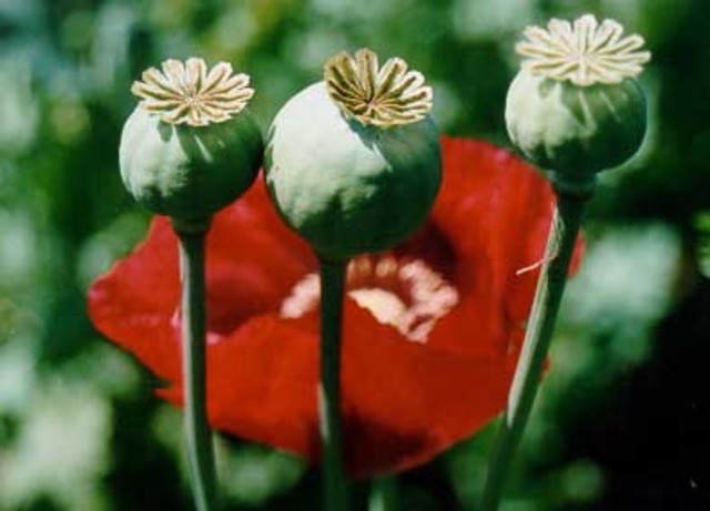 Britain Increases Opium Trade with China