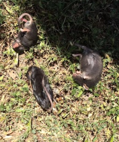 Day One: Planting the Body Farm