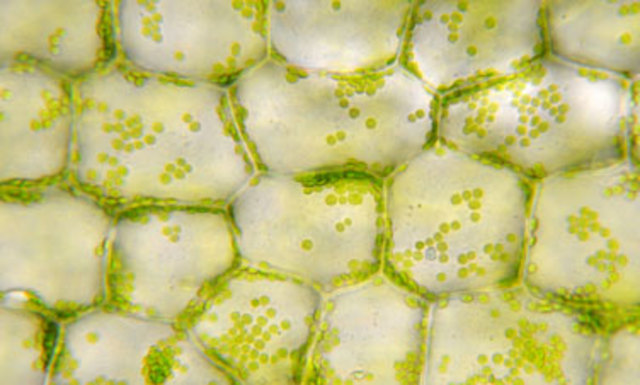 Mattias Jakob Schleiden