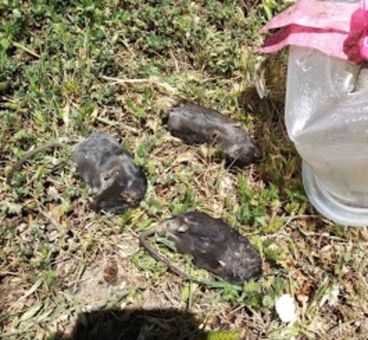 Day Two: THE FIRST DAY OF CHRISTMAS