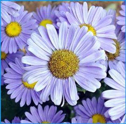 Another Addition to th Family