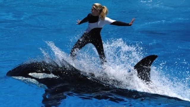 Lesson 5 Treatment of Animals at Seaworld