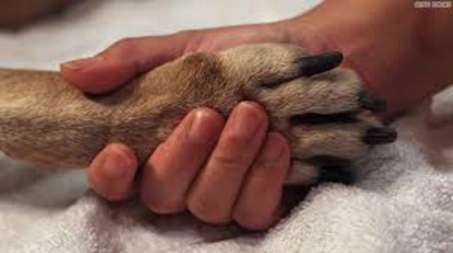 Karen and David put down mooondog