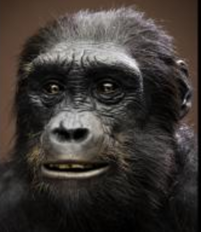 Sahelanthropus Tchadensis (Hace 6 y 7 millones de años)