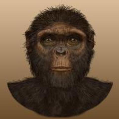 Ardipithecus Ramidus (hace 4.4 millones de años)