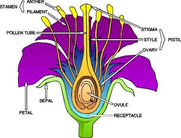 Flower Dissection