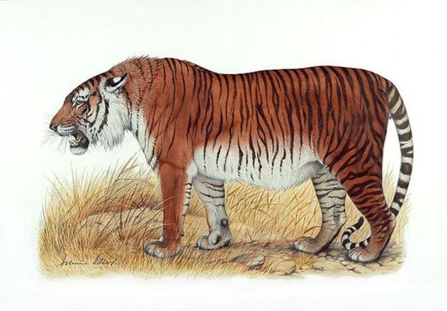 Tigre del Caspio.
