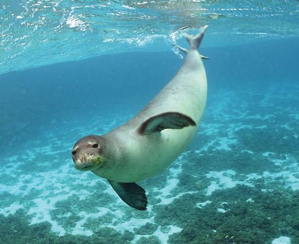 Foca monje del caribe.