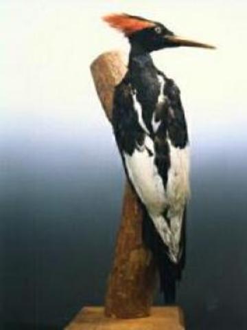 Pájaro Carpintero Imperial