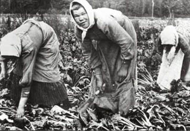 Kvindernes rolle på arbejdsmarkedet