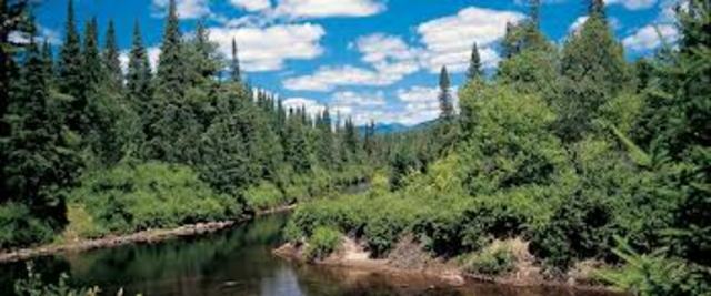 The Arrival to the Woods