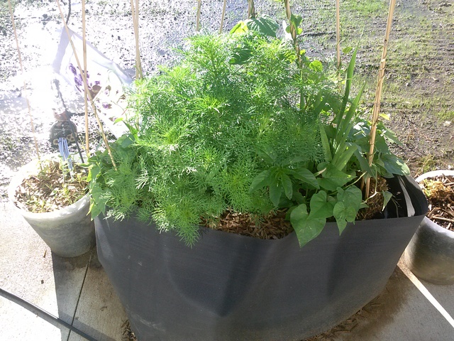 Growth explodes and you can grow vegetables too