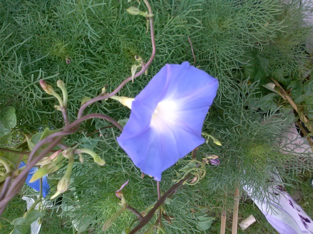 Morning golries abound