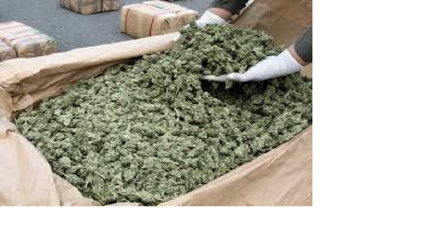 Nic suspended for buying marijuana