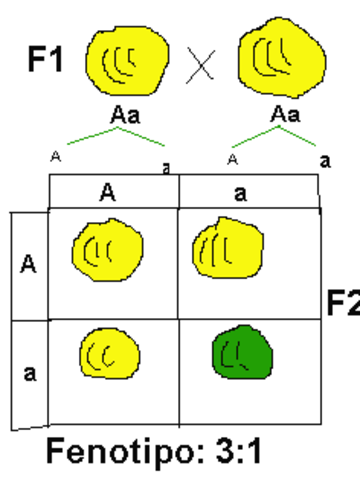Primer experimento de Mendel.