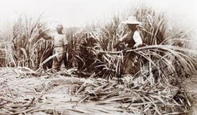 Sugar trade and production
