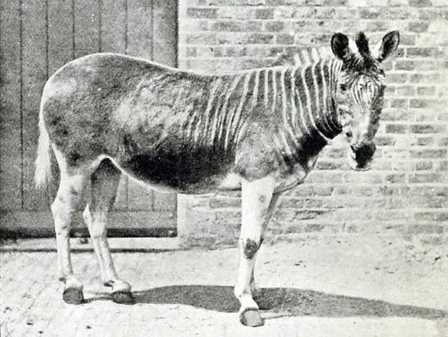 QUAGGA